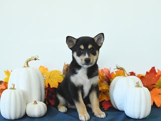 Shiba Inu dogs - Ad 21