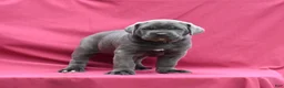 Cane Corso dogs for sale: Apollo - Ad 2
