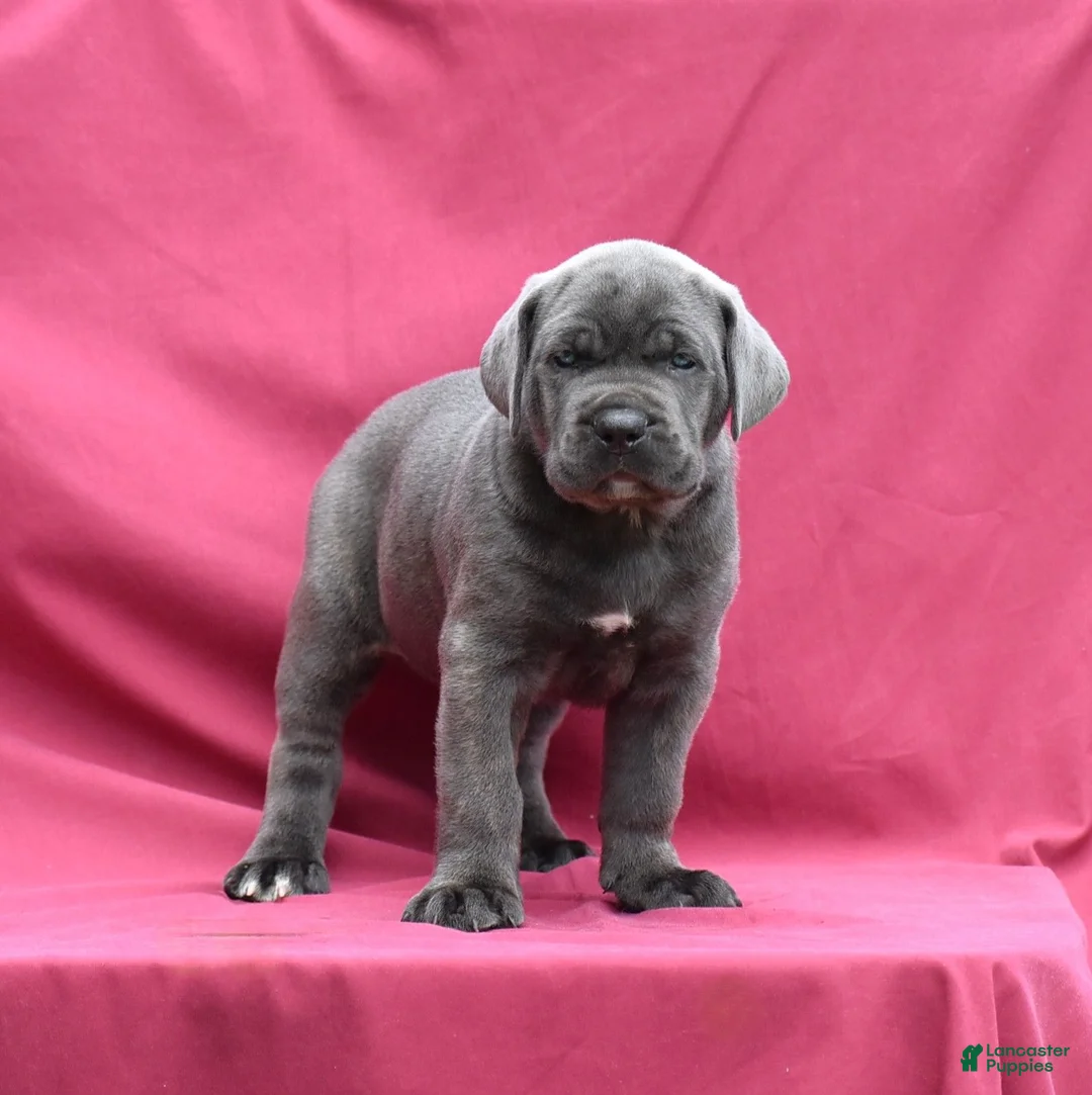 Cane Corso dogs for sale: Apollo - Ad 2