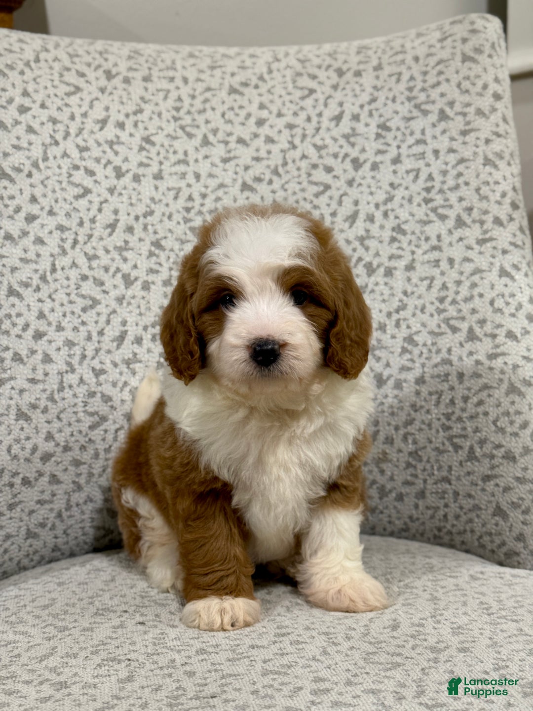 Goldendoodle dogs for sale: Princess - Ad 9