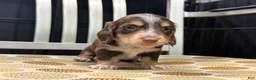 Miniature Dachshund dogs for sale: Brownie - Ad 5