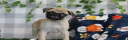 Pug dogs for sale: Glory - Ad 3