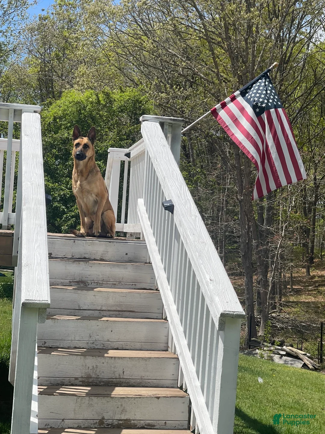 Gallery Image {{count}}