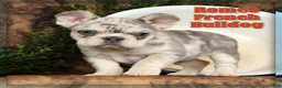 French Bulldog dogs for sale: Romeo - Ad 1