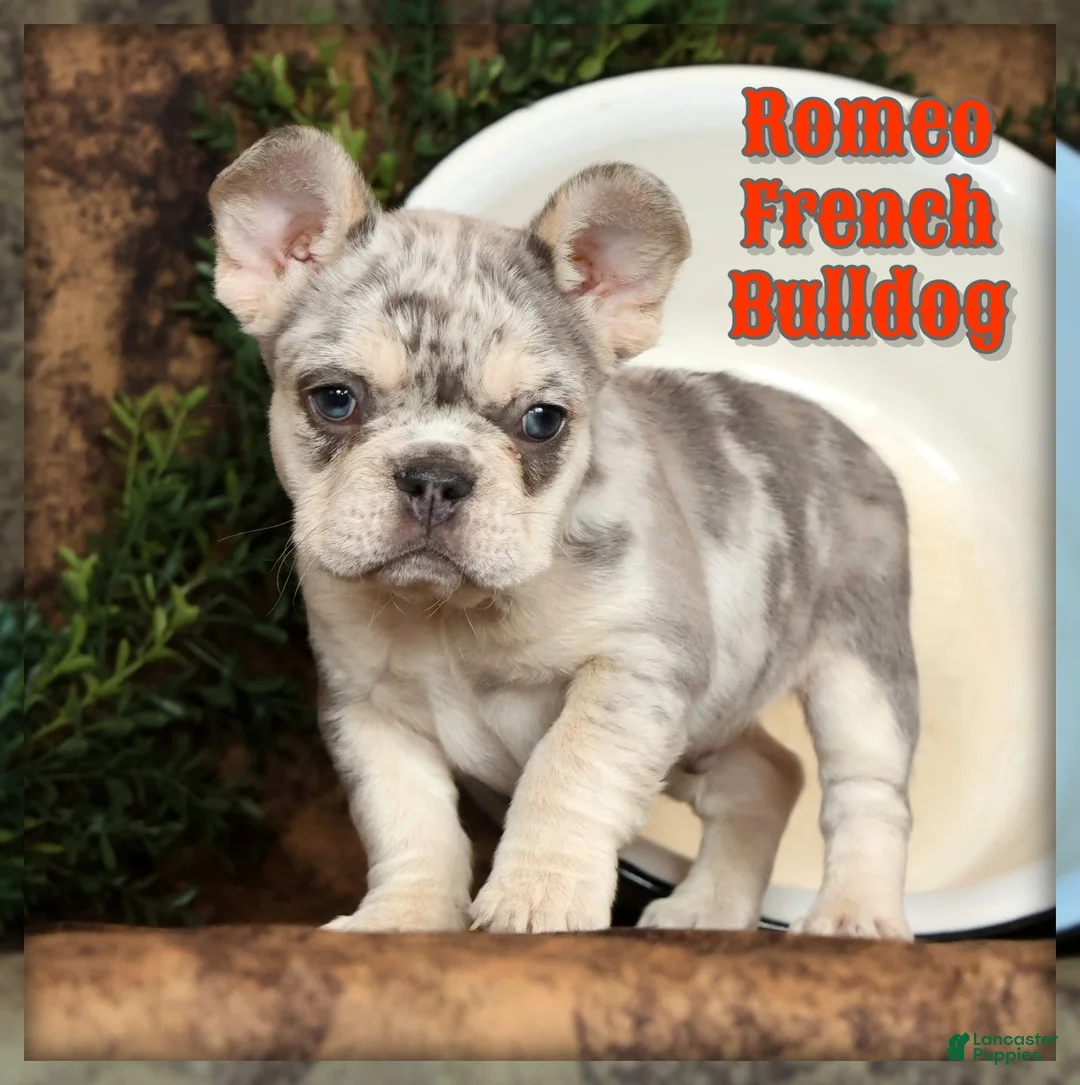 French Bulldog dogs for sale: Romeo - Ad 1