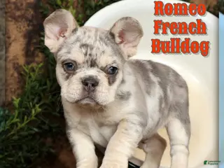 French Bulldog dogs for sale: Romeo - Ad 3