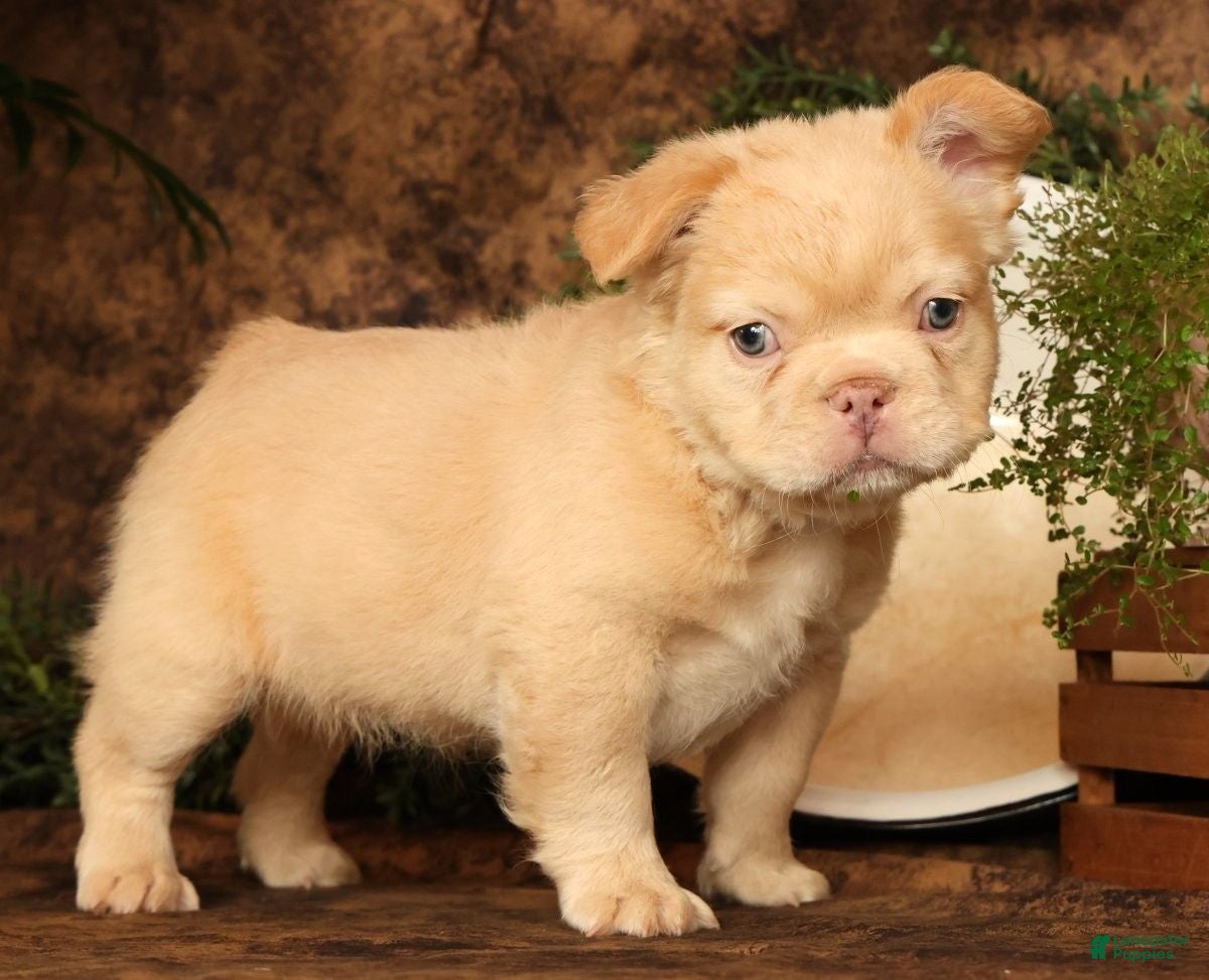 French Bulldog dogs for sale: Danny - Ad 9