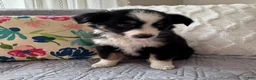 Miniature Australian Shepherd dogs for sale: Miniature Australian Shepherd Puppy 2 - Ad 2