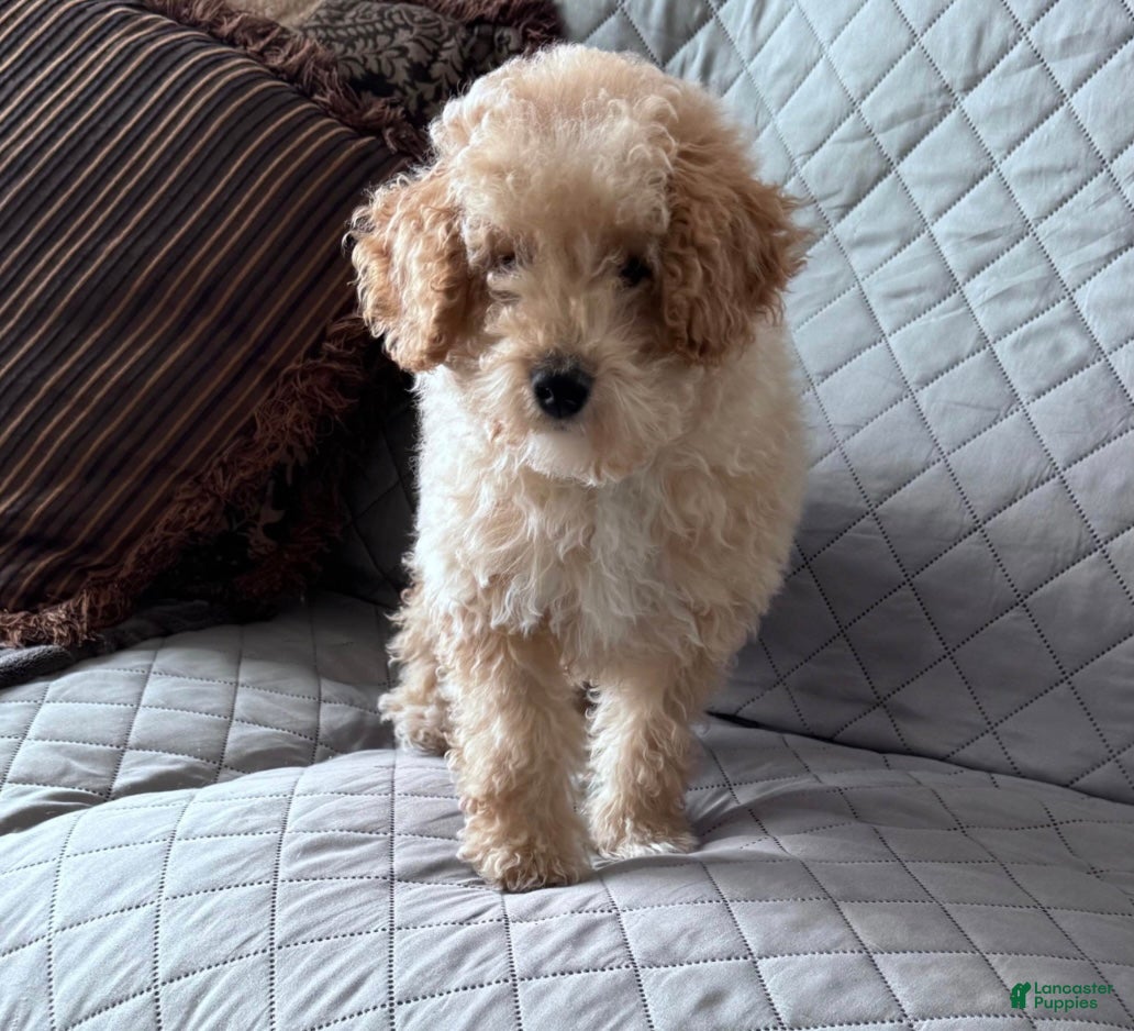 Miniature Poodle dogs Mini Baking Powder Biscuit❤️🐾AKC Registered❤️Call 610-273-2126 - Ad 28