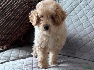 Miniature Poodle dogs Mini Baking Powder Biscuit❤️🐾AKC Registered❤️Call 610-273-2126 - Ad 28