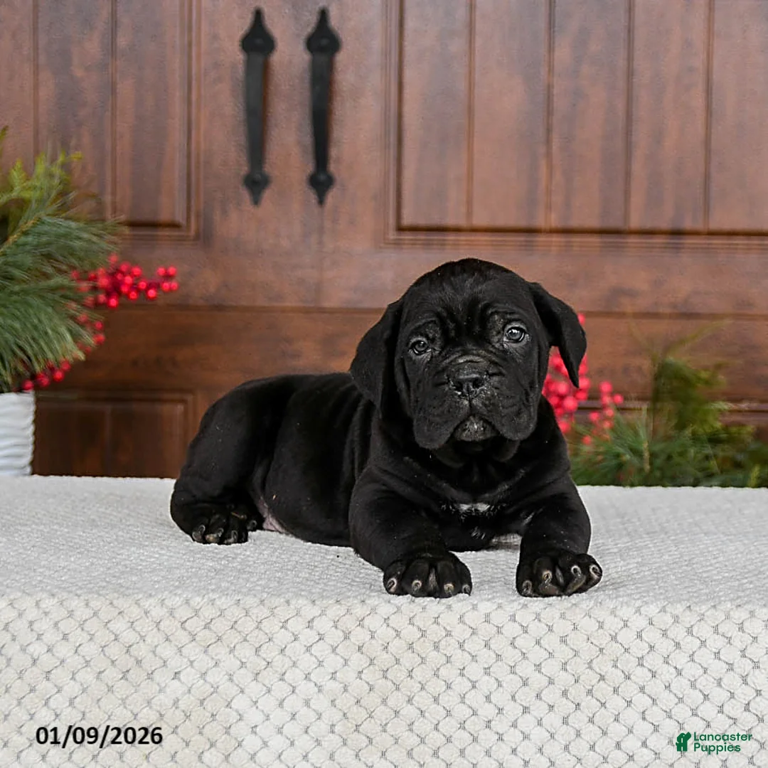 Cane Corso dogs for sale: Tucker - Ad 5