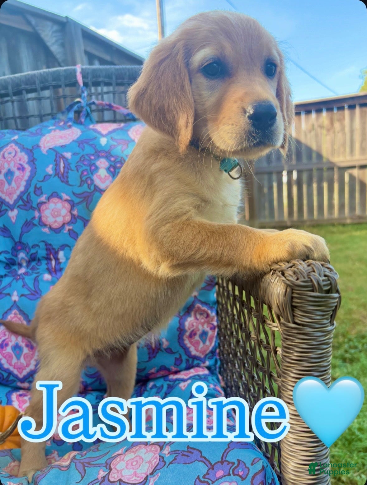 Golden Retriever dogs Jasmine - Ad 29