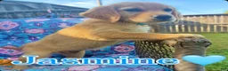 Golden Retriever dogs for sale: Jasmine - Ad 1