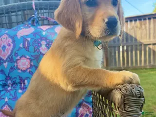 Golden Retriever dogs Jasmine - Ad 29