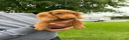 Miniature Dachshund dogs for sale: Toby - Ad 5