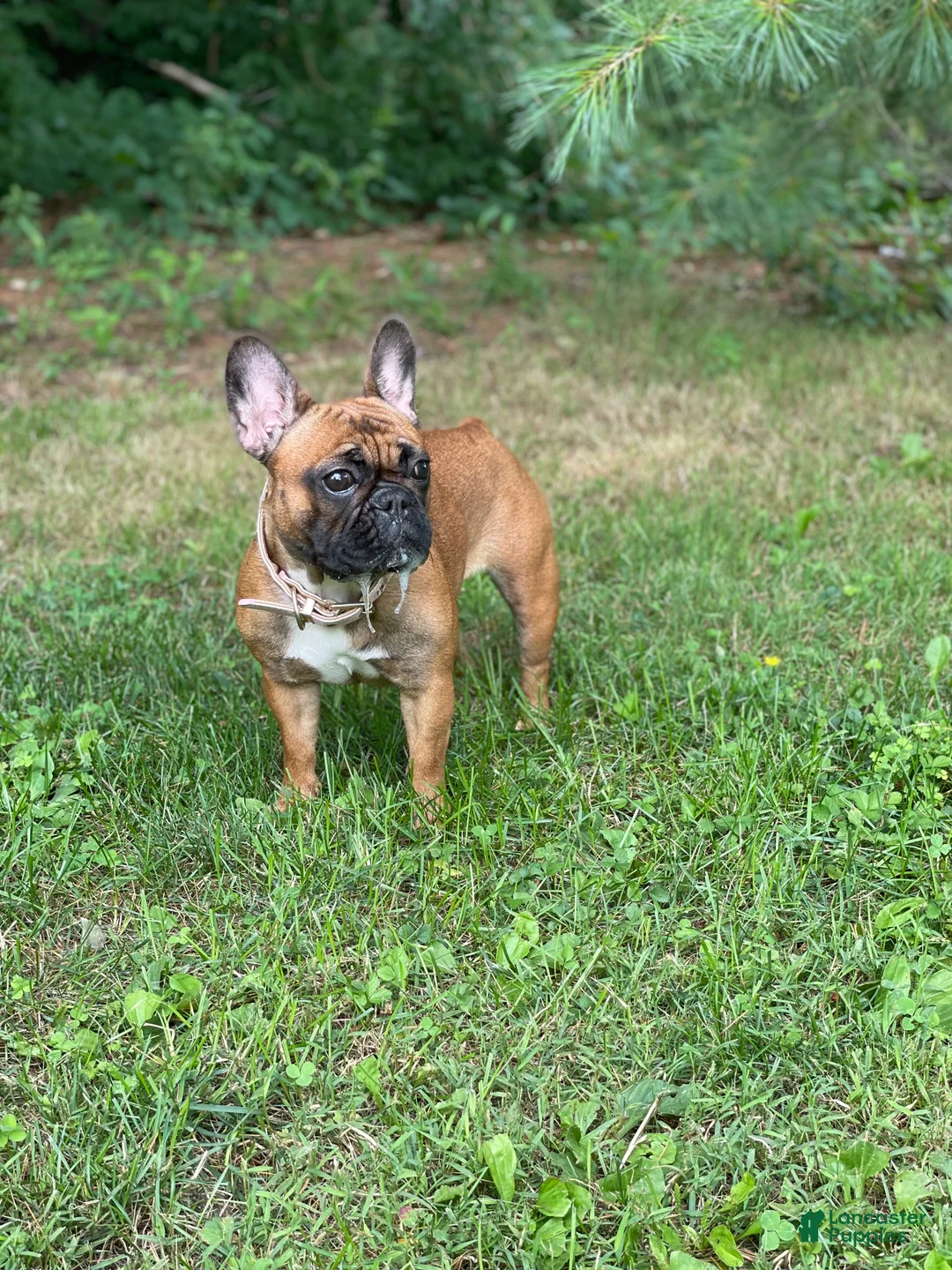 French Bulldog dogs for sale: Luna - Ad 2
