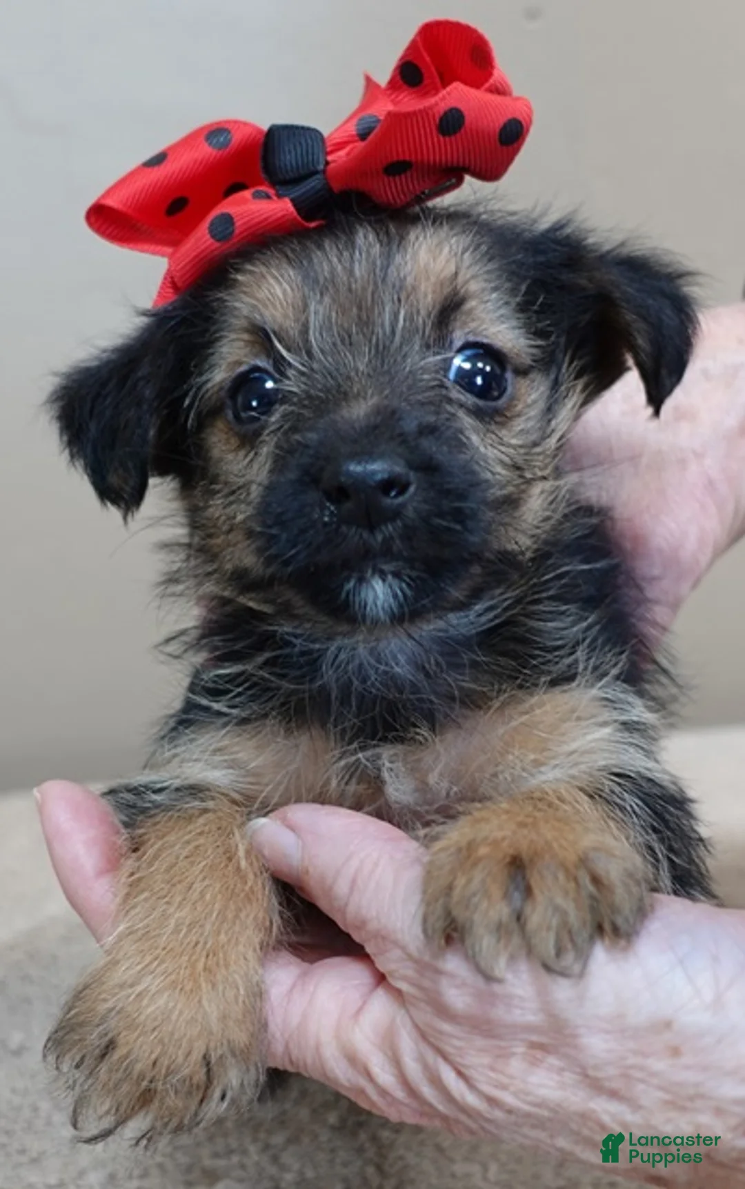 Yorkshire Terrier dogs for sale: Bali - Ad 6