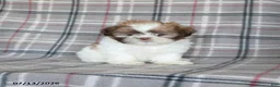 Shih Tzu dogs for sale: Stella - Ad 4