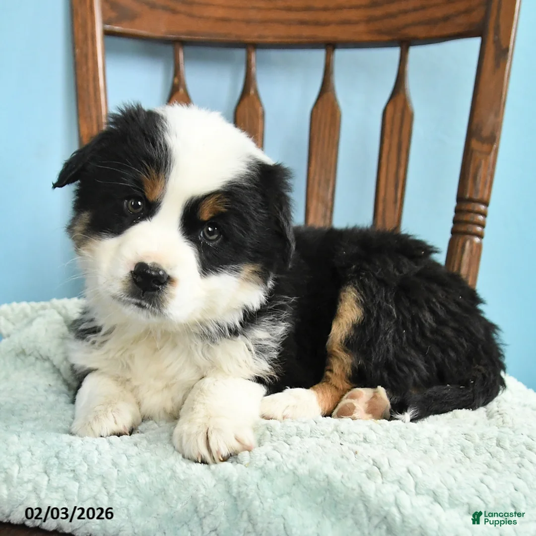 Miniature Australian Shepherd dogs for sale: Cole - Ad 3