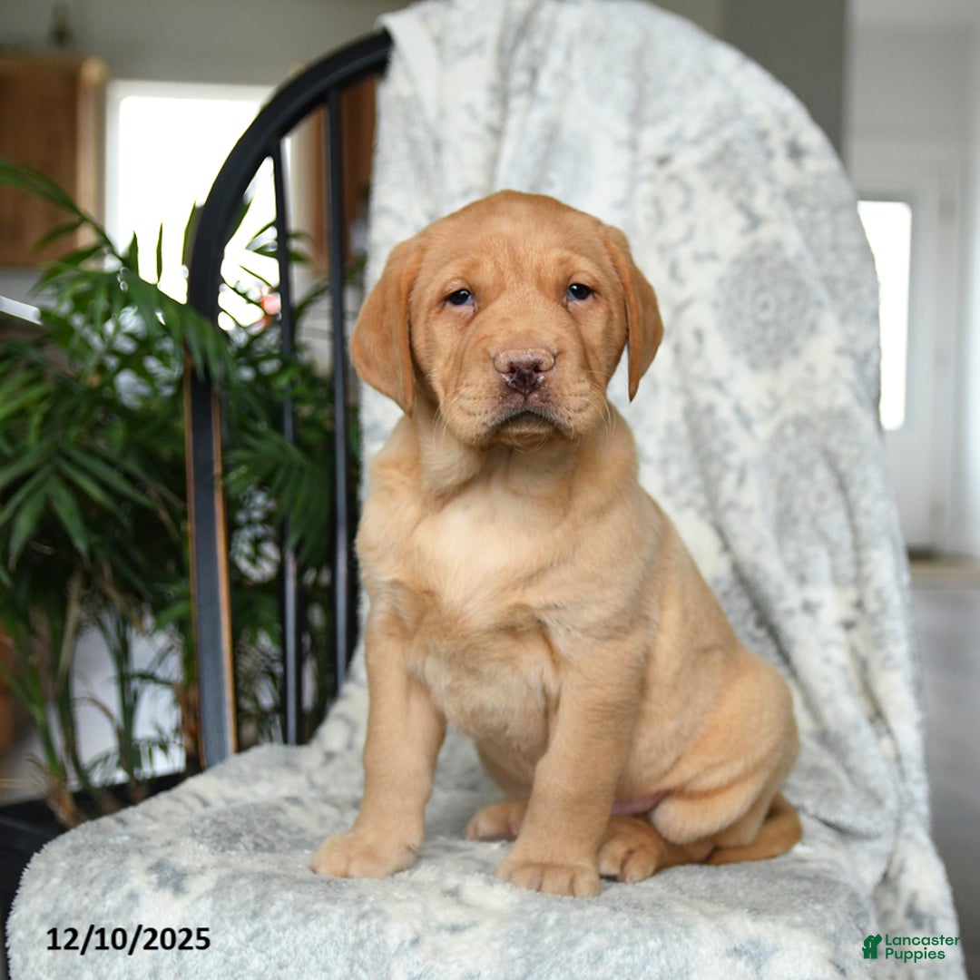 Labrador Retriever dogs for sale: Biscuit - Ad 3