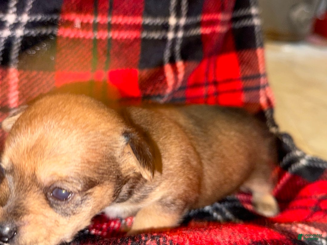 Mixed Breed dogs for sale: Redd - Ad 2
