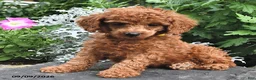 Miniature Poodle dogs for sale: Fritz - Ad 3