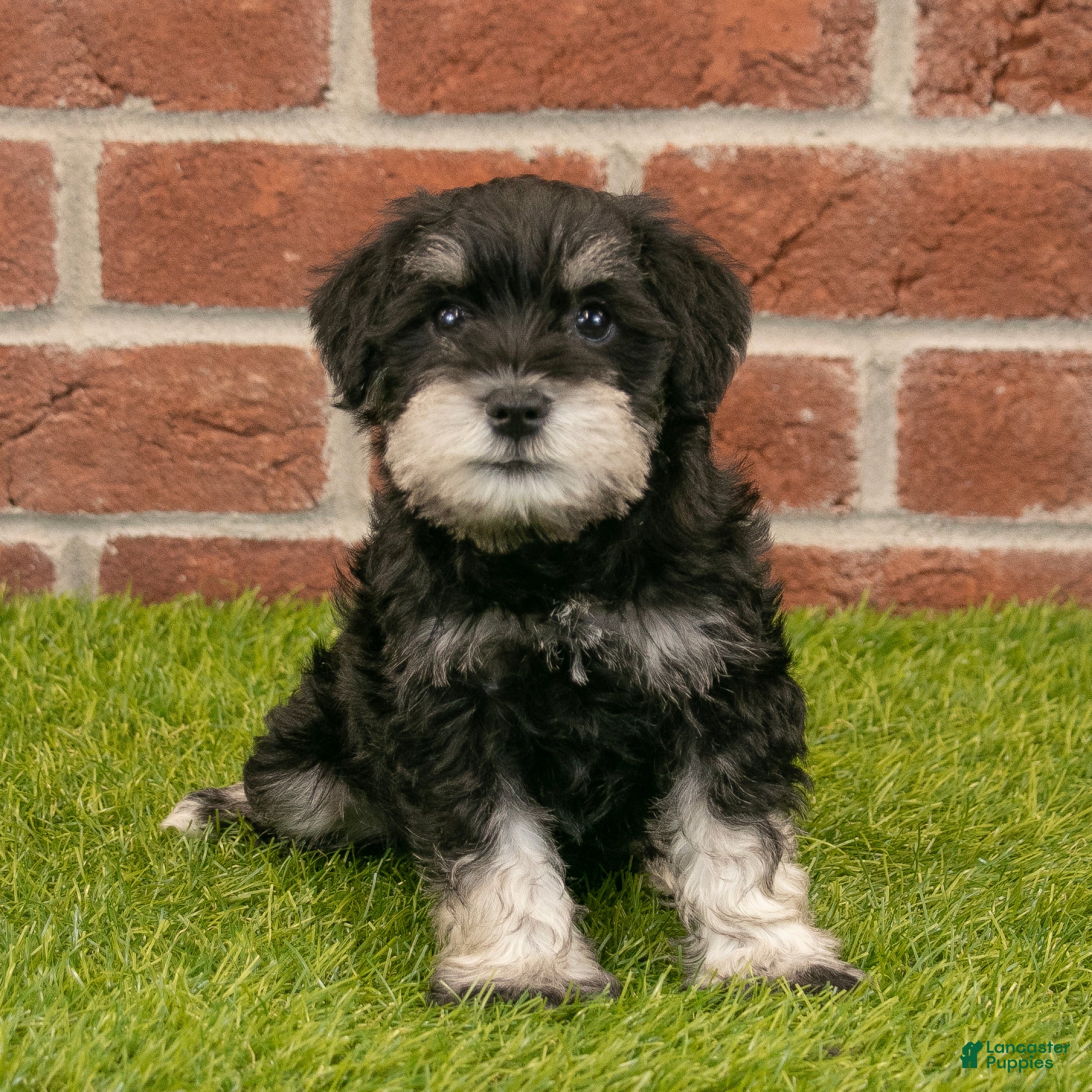 Miniature Schnauzer dogs for sale: Mason - Ad 3