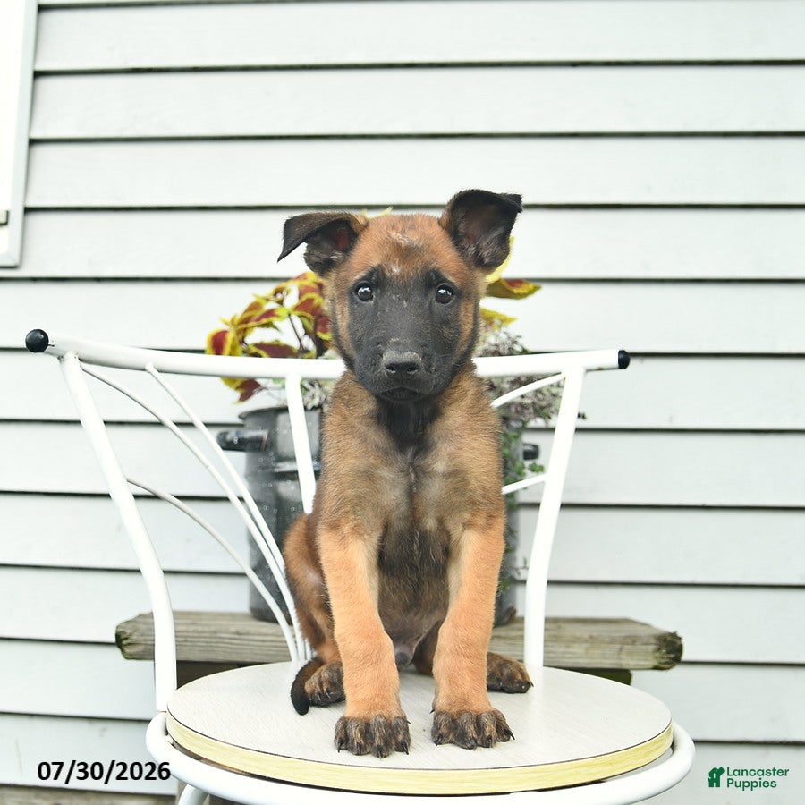 Belgian Malinois dogs Happy - Ad 1