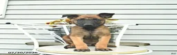 Belgian Malinois dogs for sale: Happy - Ad 1
