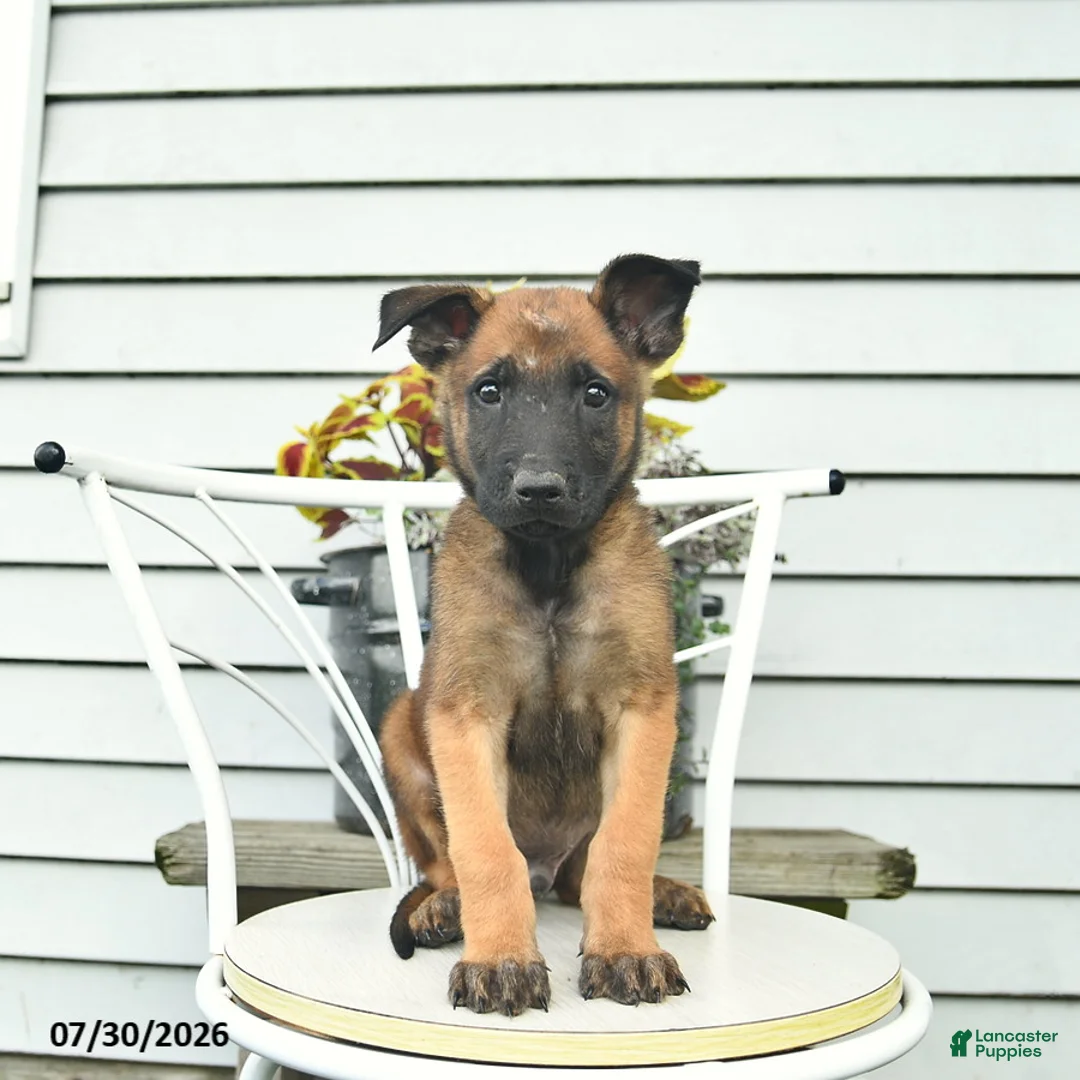 Belgian Malinois dogs for sale: Happy - Ad 1