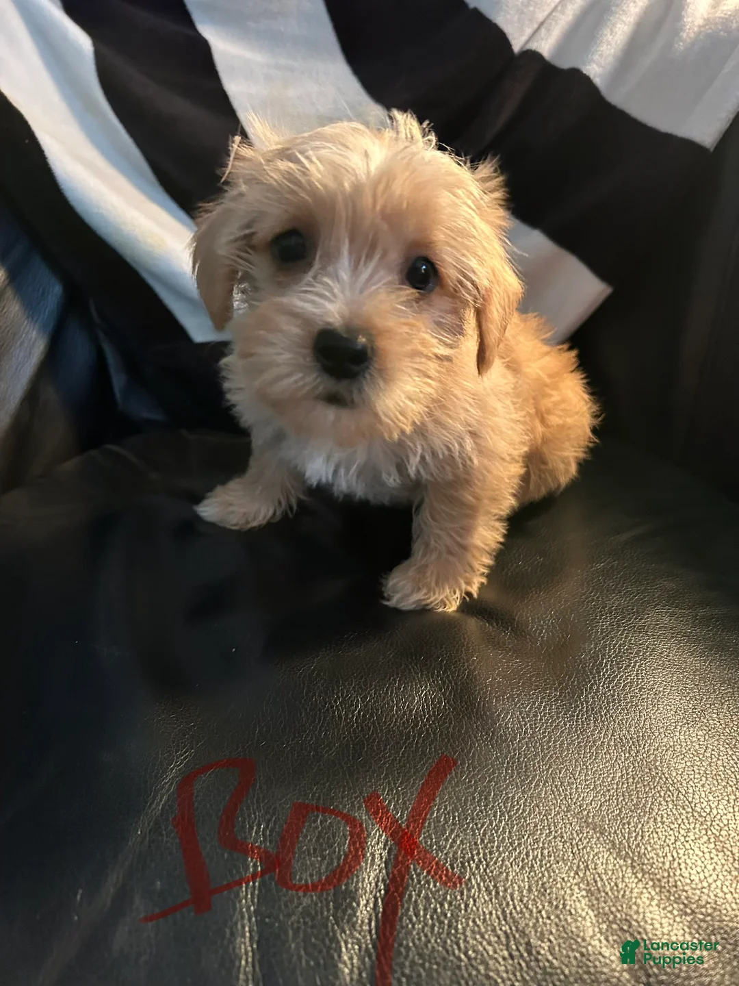 Shorkie dogs for sale: Shorkie Puppy 2 - Ad 1