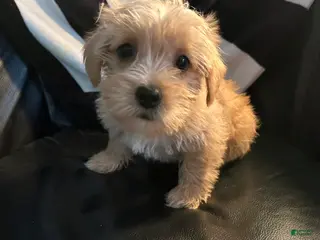 Shorkie dogs Shorkie Puppy 2 - Ad 21