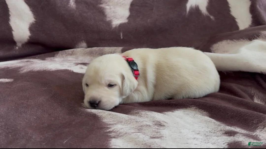 Labrador Retriever dogs for sale: Daisy - Ad 1