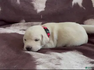 Labrador Retriever dogs for sale: Daisy - Ad 1