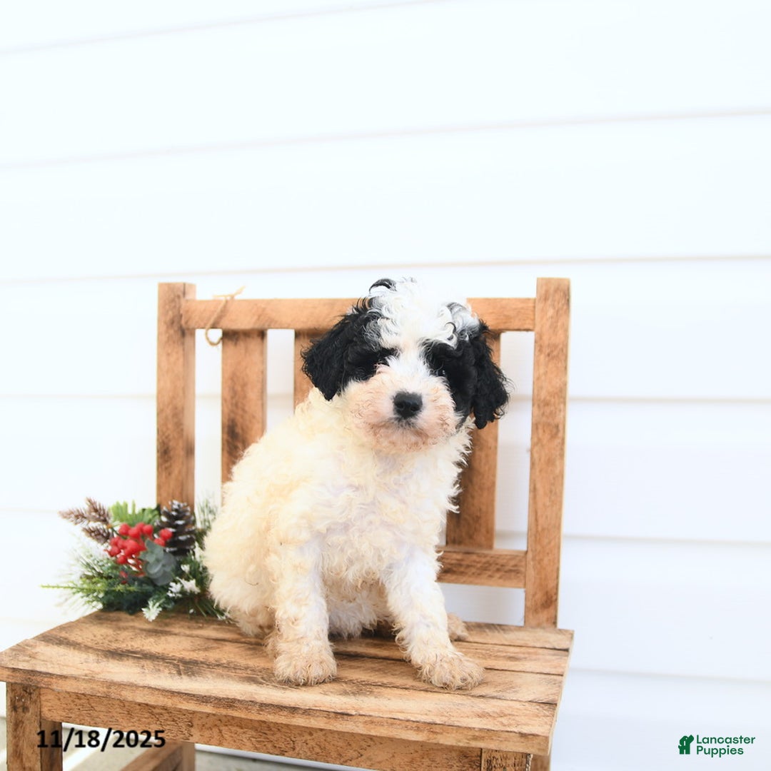 Miniature Poodle dogs for sale: Alexis - Ad 2
