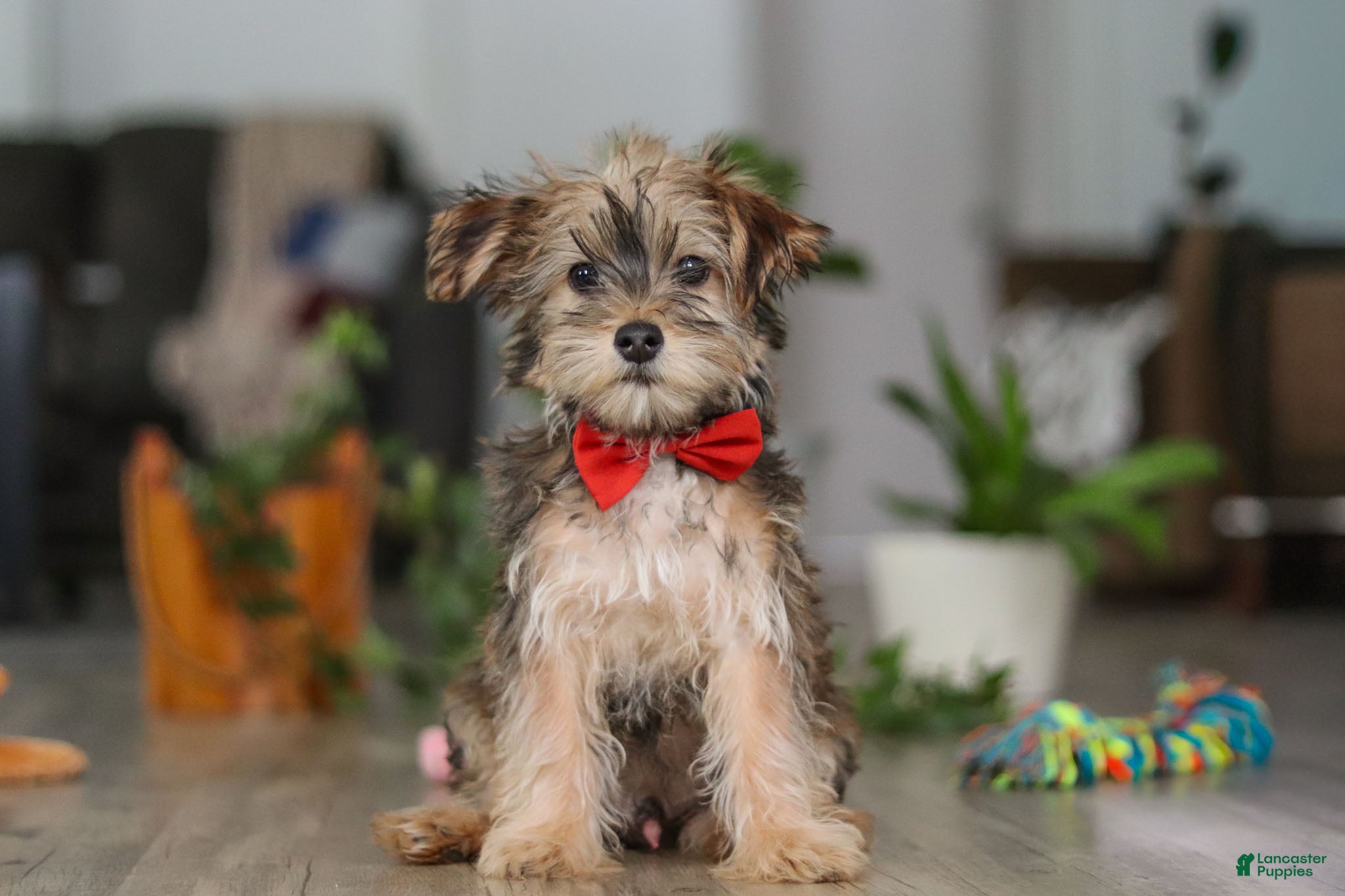Morkie dogs Buddy - Ad 8