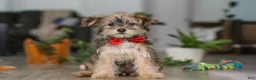 Morkie dogs for sale: Buddy - Ad 1