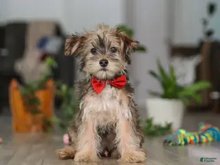 Morkie dogs Buddy - Ad 8