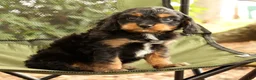 Cavapoo dogs for sale: Stanley - Ad 9