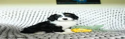 Mini Bernedoodle dogs for sale: Sherbet - Ad 1