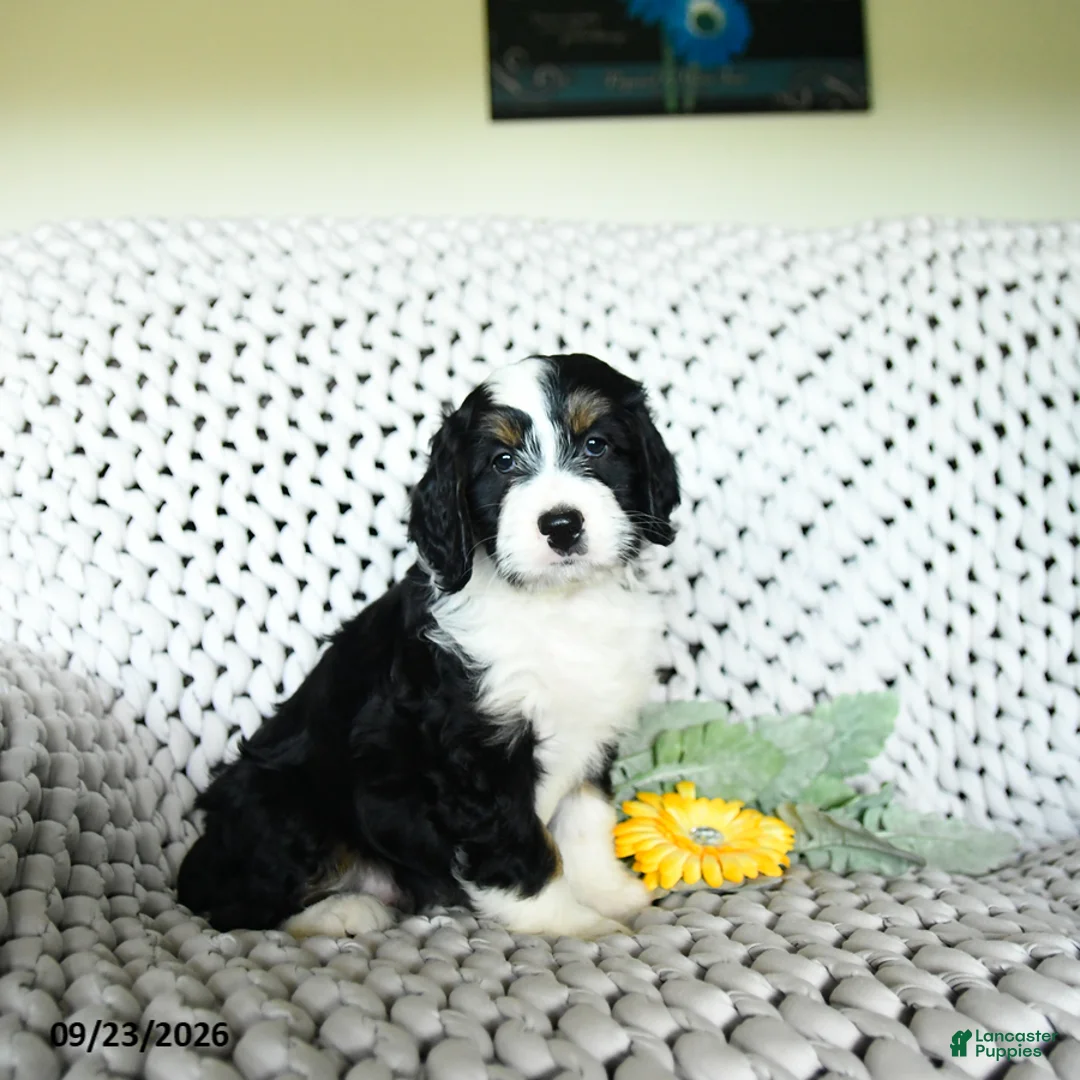 Mini Bernedoodle dogs for sale: Sherbet - Ad 1