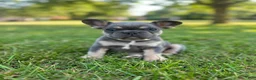 French Bulldog dogs for sale: Teddy - Ad 3
