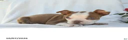 Boston Terrier dogs for sale: Tiana - Ad 5