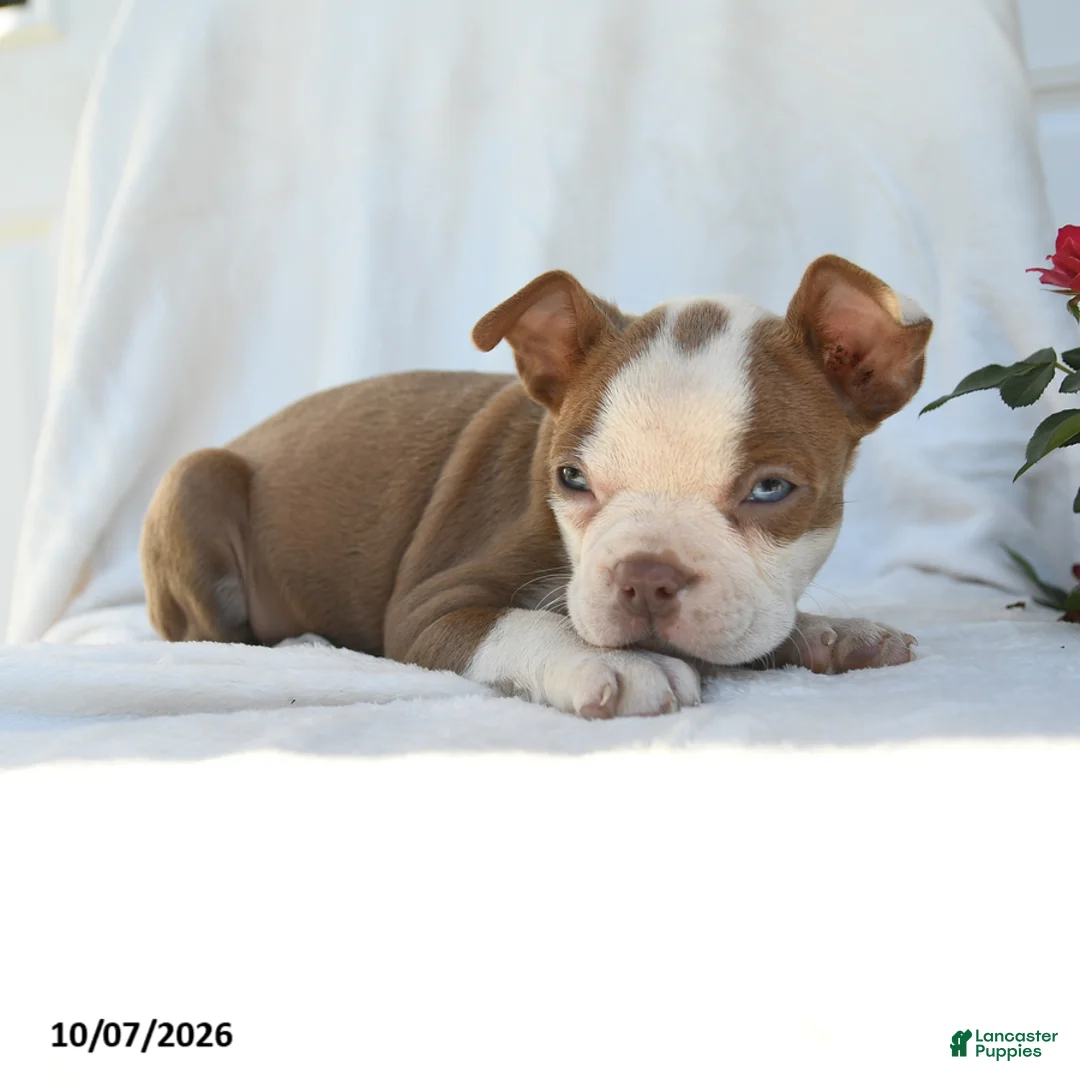 Boston Terrier dogs for sale: Tiana - Ad 5