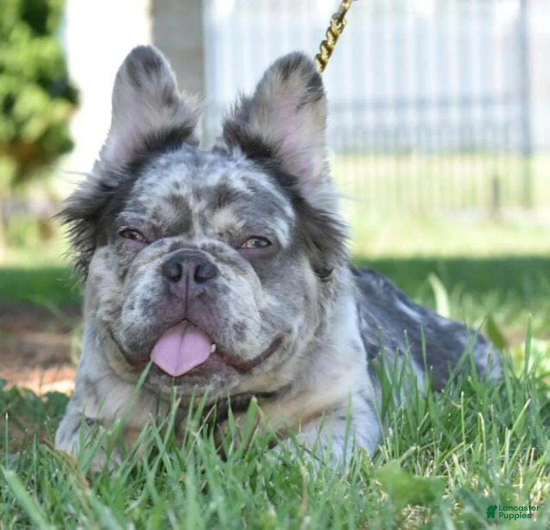 French Bulldog dogs for sale: Duece fluffy lilac tan  - Ad 1