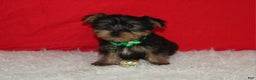 Yorkshire Terrier dogs for sale: Dustin - Ad 10