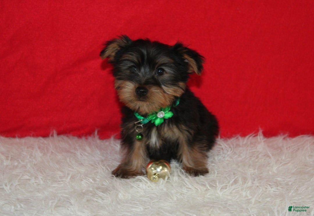 Yorkshire Terrier dogs for sale: Dustin - Ad 10