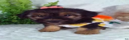 Yochon dogs for sale: Gia - Ad 2