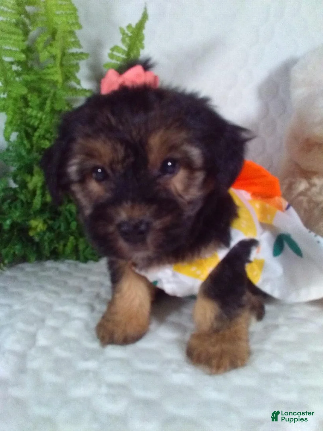Yochon dogs for sale: Gia - Ad 2