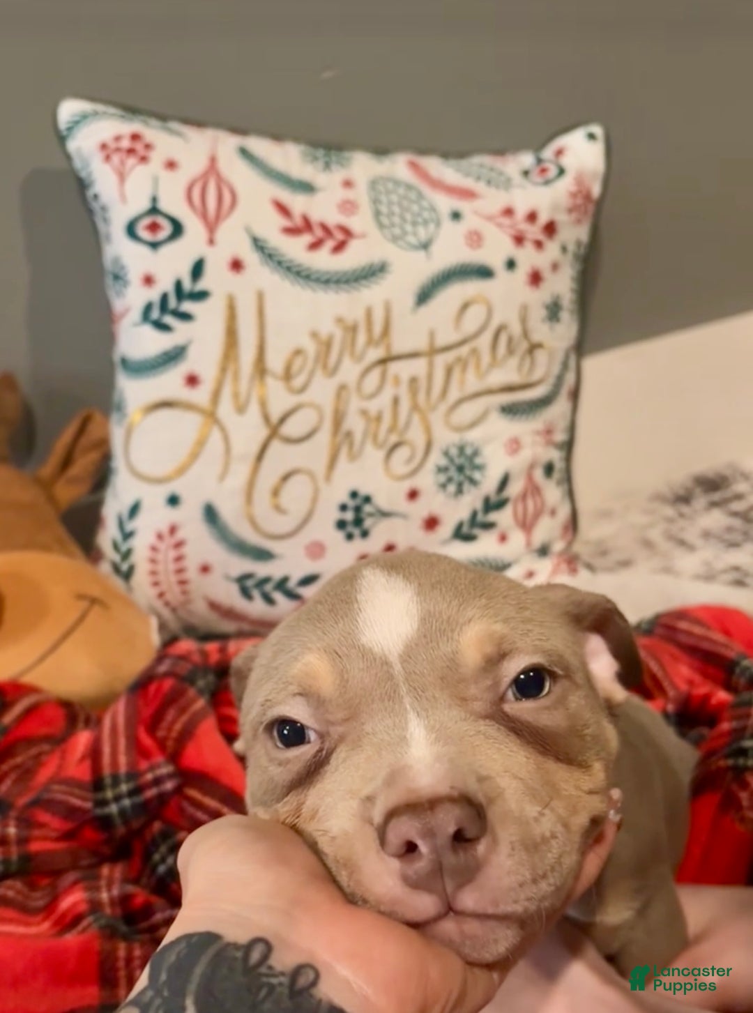 American Bulldog dogs for sale: American Bulldog Puppy 1 - Ad 4